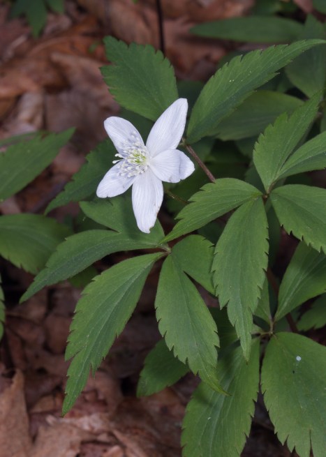 Wood Anemone