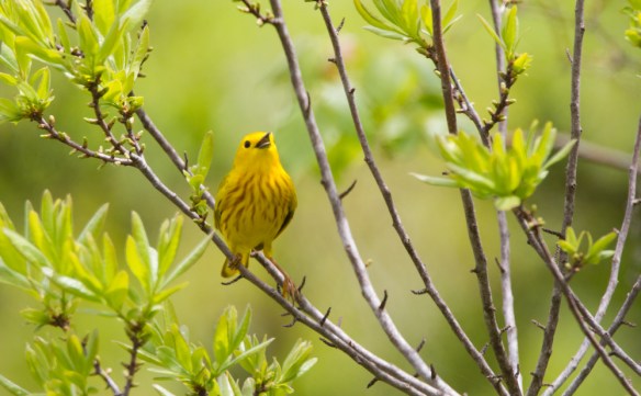 Yellow Warbler