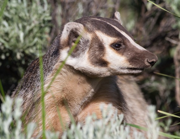 Badger adult