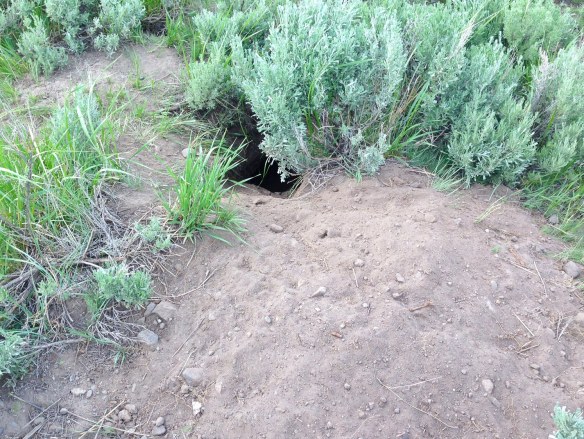 Badger burrow