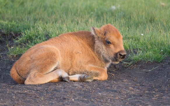 Bison calf resting