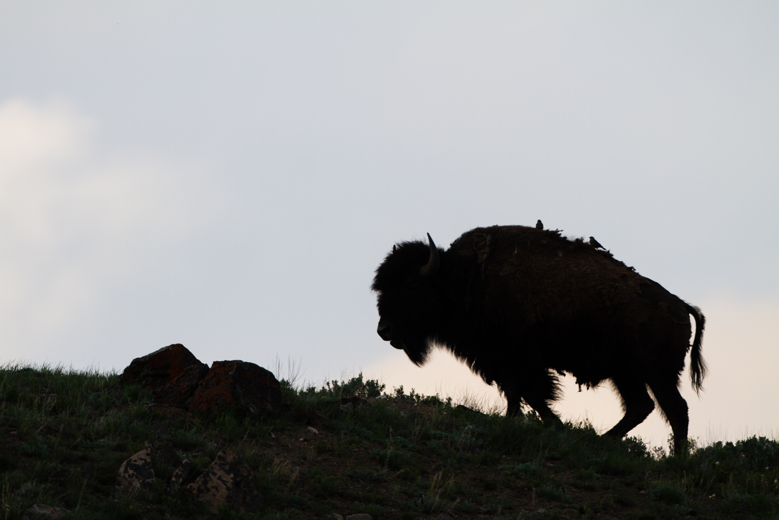 Bison silhouette in Lamar Valley