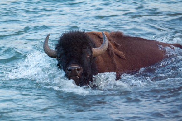 Bison swimming Lamar River