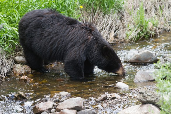 Black Bear in creek