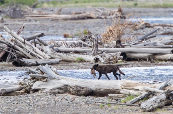 Black wolf with Coyote pup crossing river