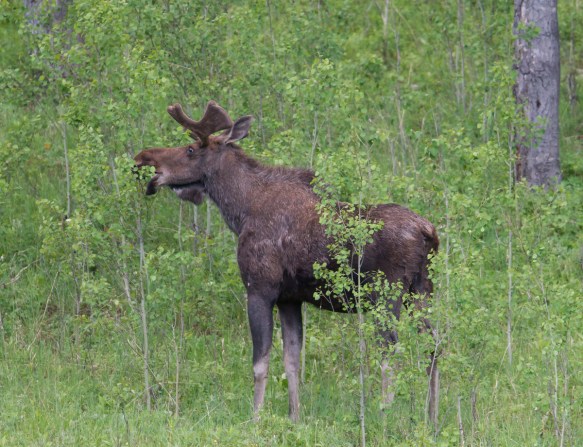 Bull Moose browsing on aspen saplings