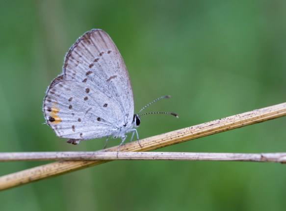 Eastern Tailed Blue