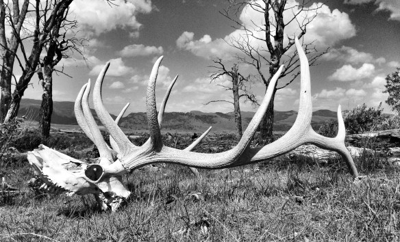 elk skull and antlers