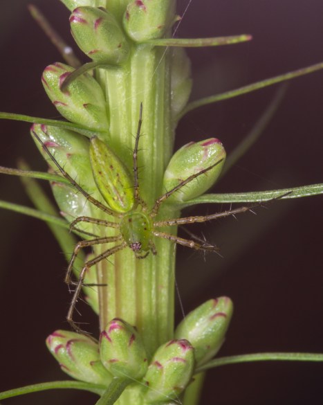 Green Lynx Spider immature