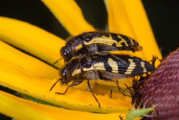 Metallic Wood Borer, most likely Acmaeodera pulchella