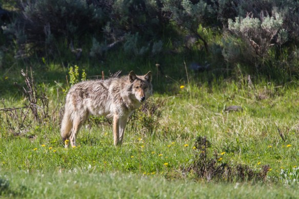 Middle Gray along Lamar River 1