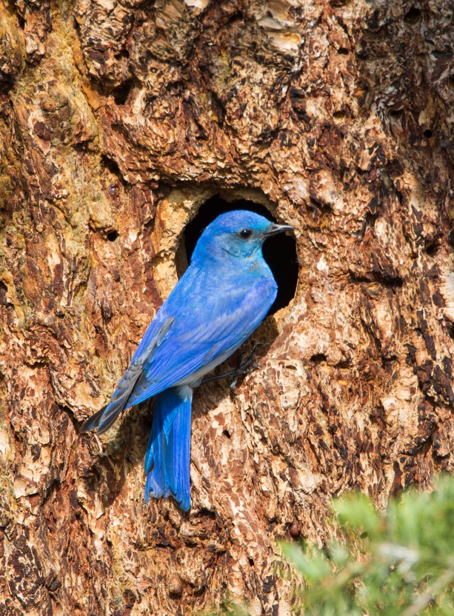 Mountain Bluebird at nest cavity
