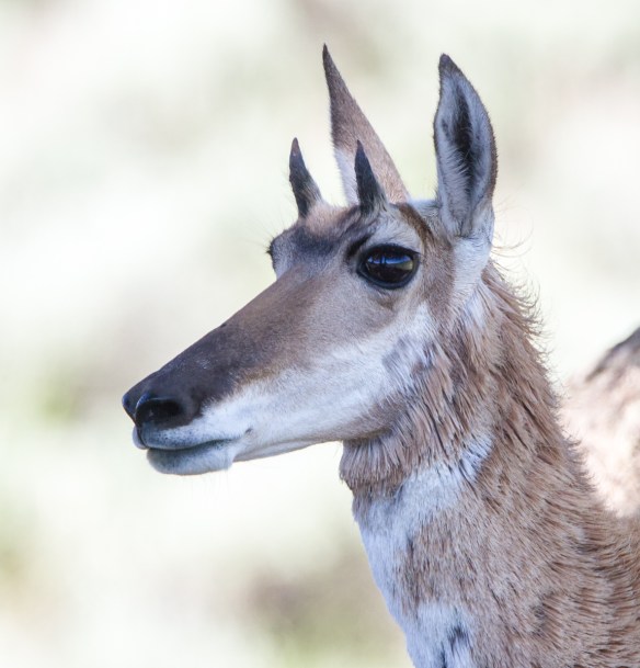 Pronghorn face