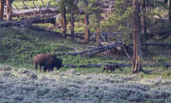 wolf and bison interact at carcass