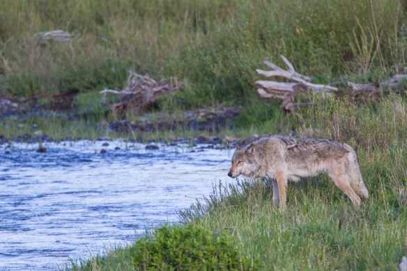 wolf at Soda Butte Creek 1