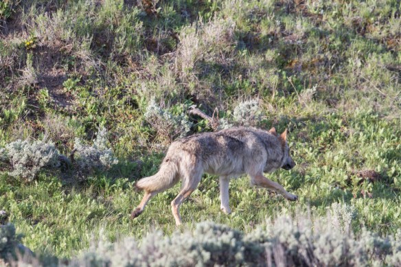 wolf running across road