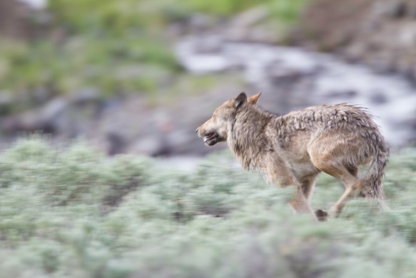 Wolf running close to us