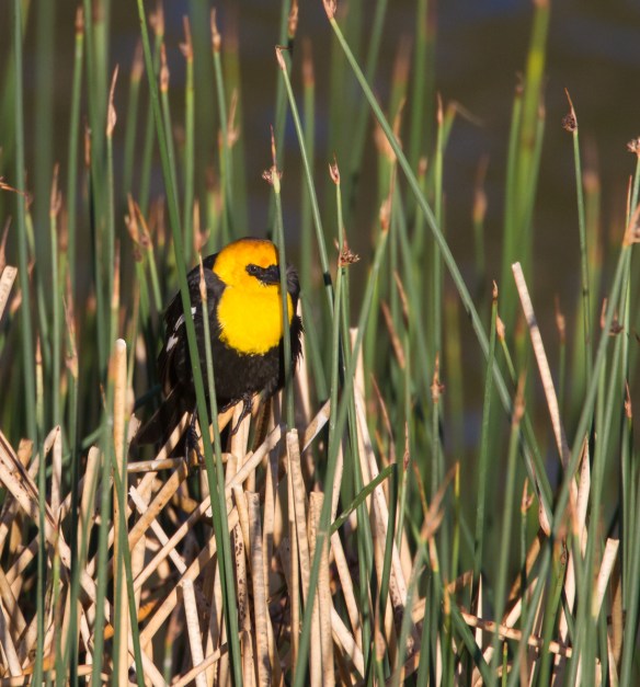 Yellow-headed Blackbird