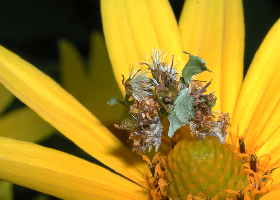 Camouflage Looper on yellow flower 1