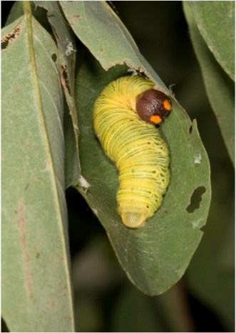 Caterpillar in leaf