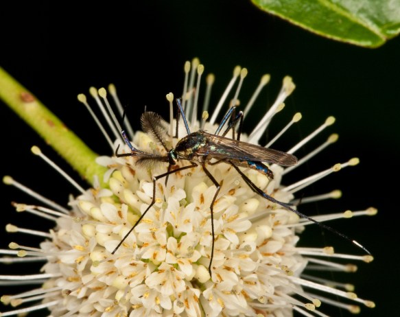 elephant Mosquito male