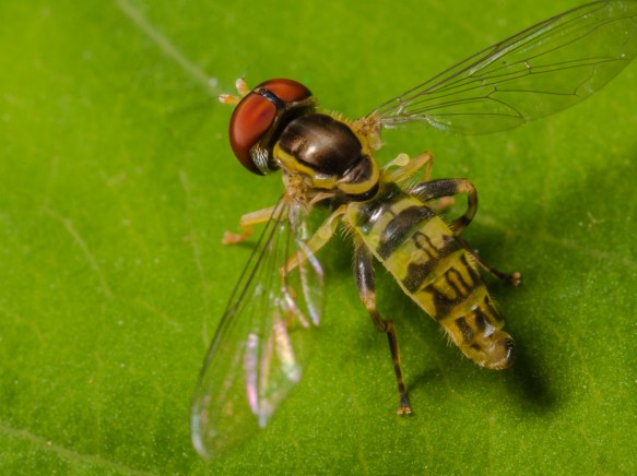 Flower Fly showing halteres_