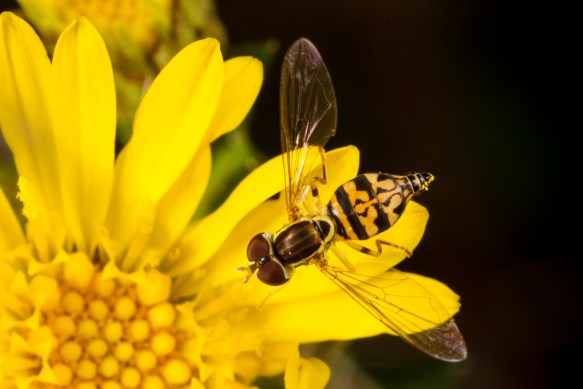 Flower Fly