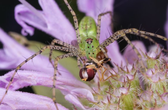 Green Lynx with Flower Fly