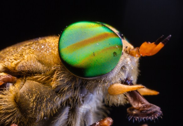 Greenhead Horsefly 1
