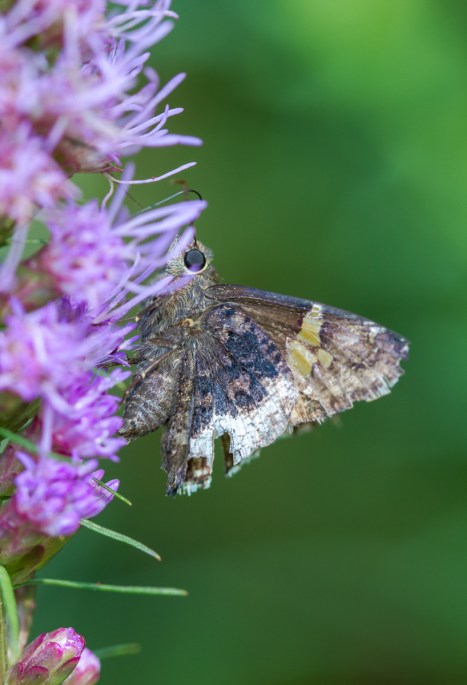 Hoary Edge Skipper