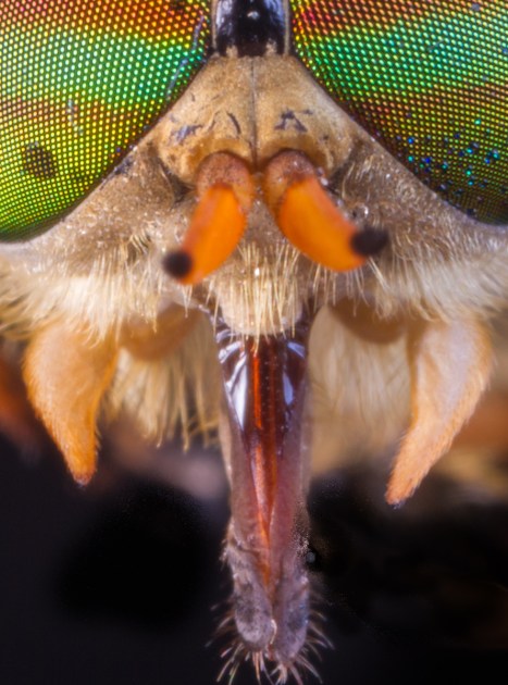 Horsefly mouthparts