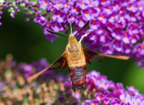 Hummingbird Clearwing, Hemaris thysbe 3