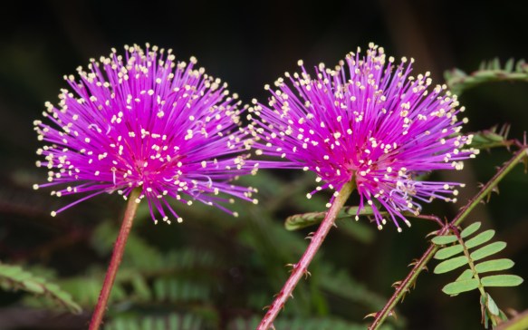 Sensitive Briar flowers