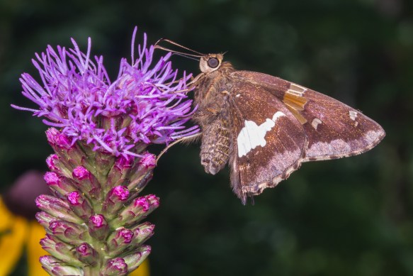 Silver-spotted Skipper 1