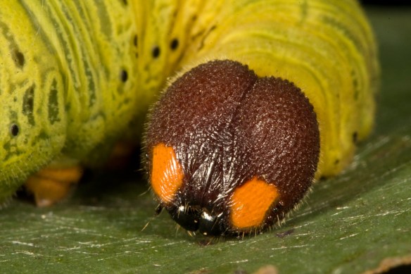 Silver-spotted Skipper larva head