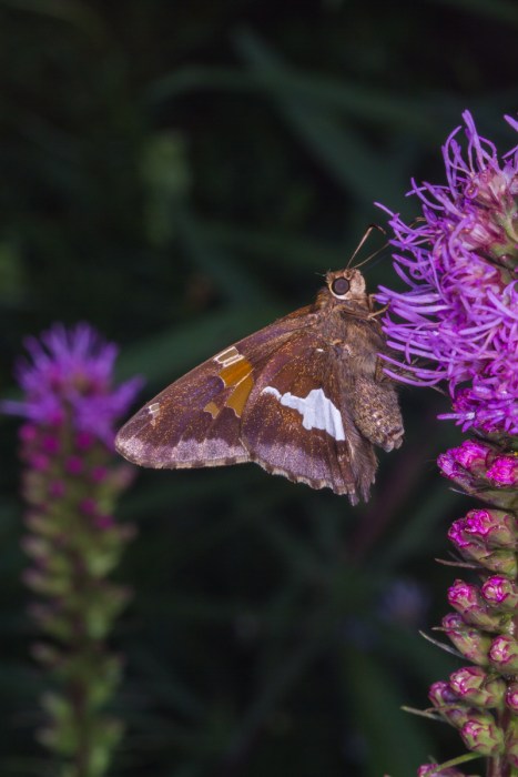 Silver-spotted Skipper