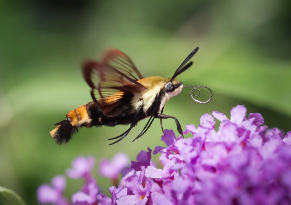 Snowberry Clearwing, Hemaris diffinis 2
