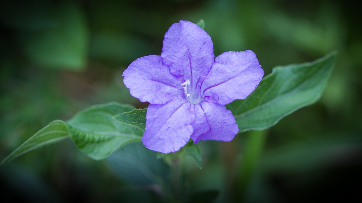 Wild Petunia 1