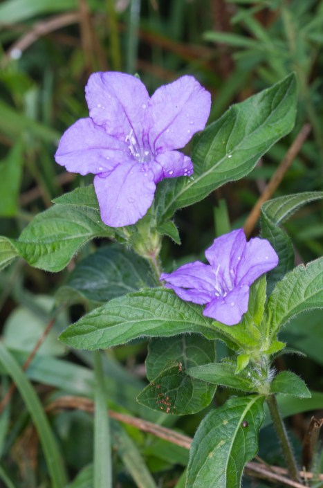 Wild Petunia pair