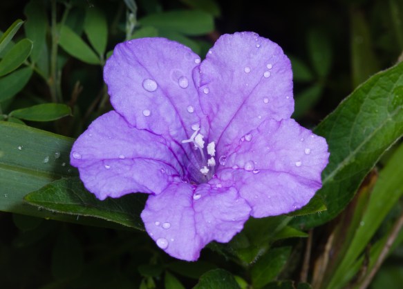 Wild Petunia