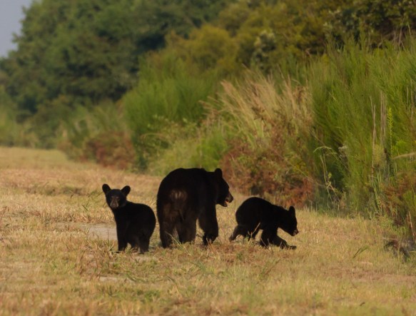 Bear with two cubs on Allen Rd