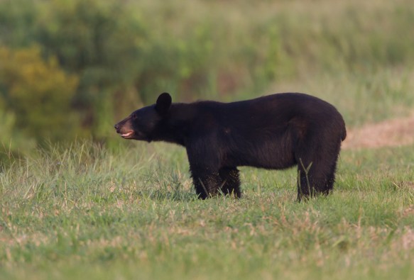 Black Bear after coming out of soybean field