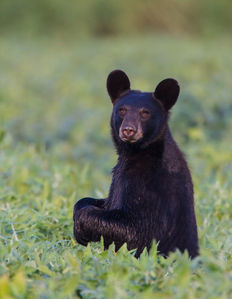 Blsck Bear standing in soybean field