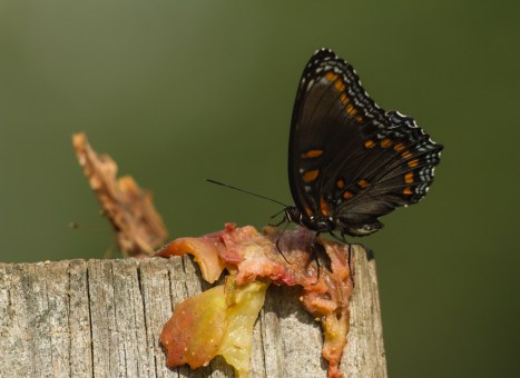 Butterflies feeding on fig