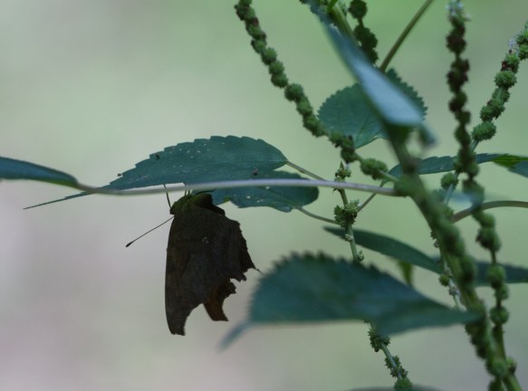 Butterfly in egg-laying behavior