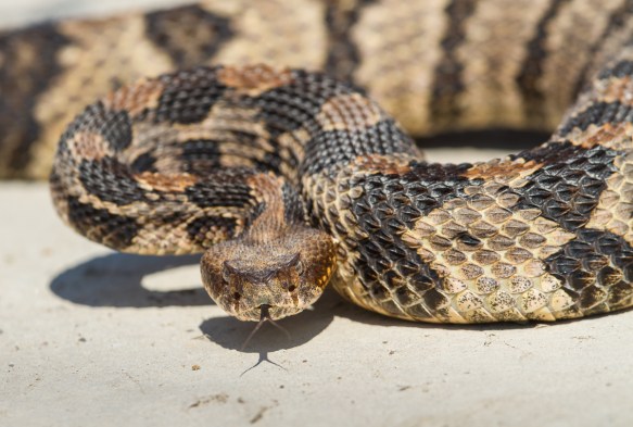Canebrake Rattlesnake defensive posture