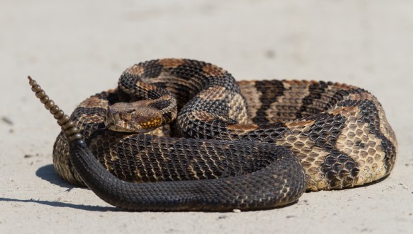 Canebrake Rattlesnake