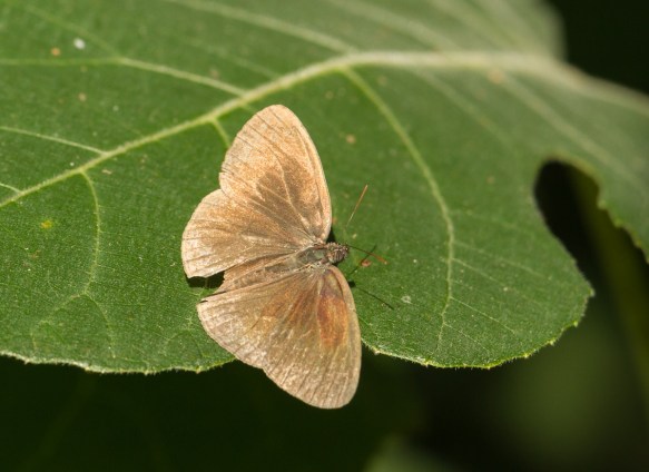Carolina Satyr top view
