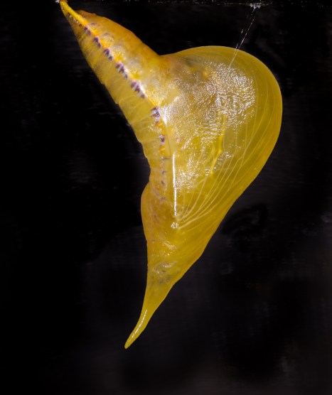 Cloudless Sulphur chrysalis