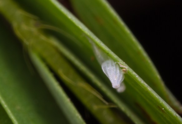 Cloudless Sulphur egg